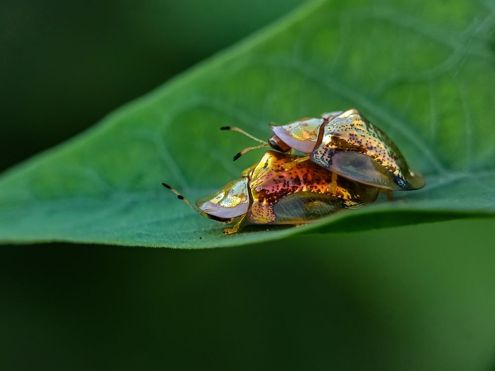 Photograph by Sumonta Paul