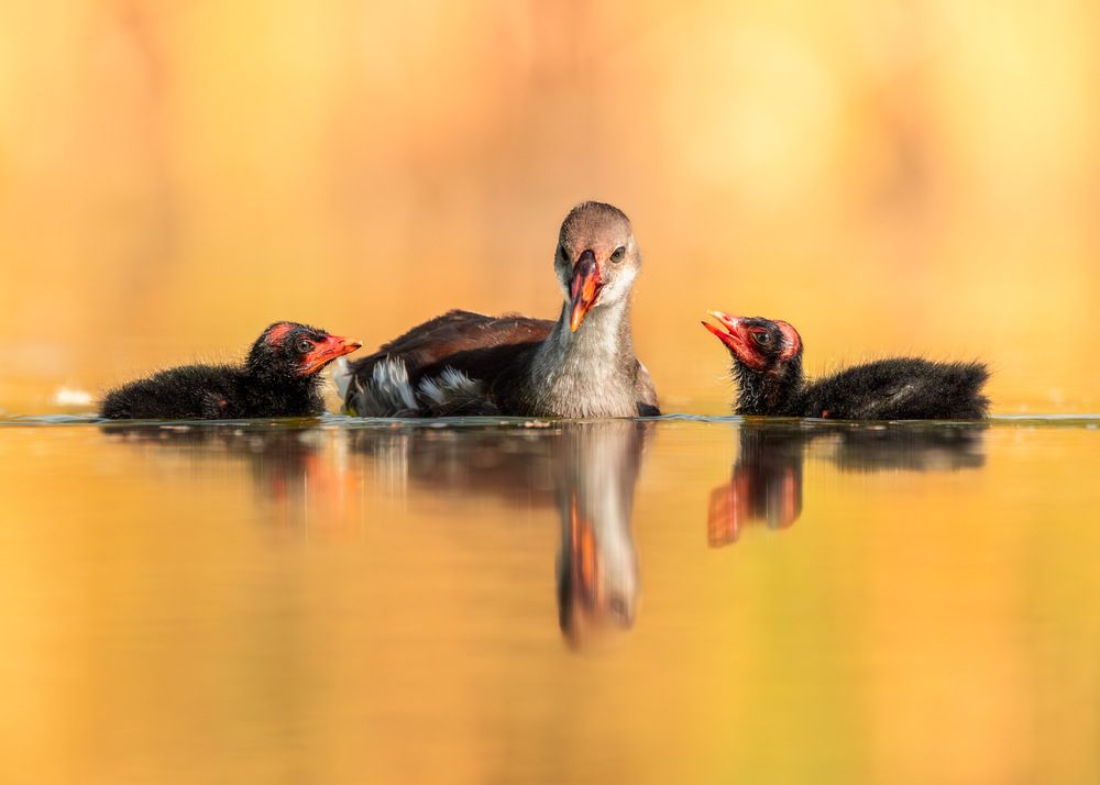 Photograph by Maikel Valle Clara