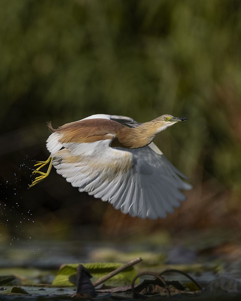 Photograph by Оджи Мила