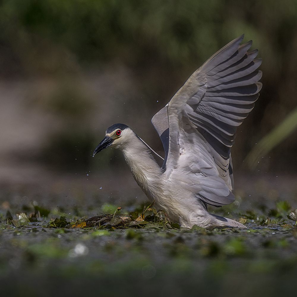 Photograph by Оджи Мила