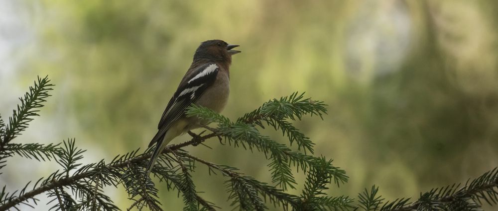 Photograph by Макс Полюхович