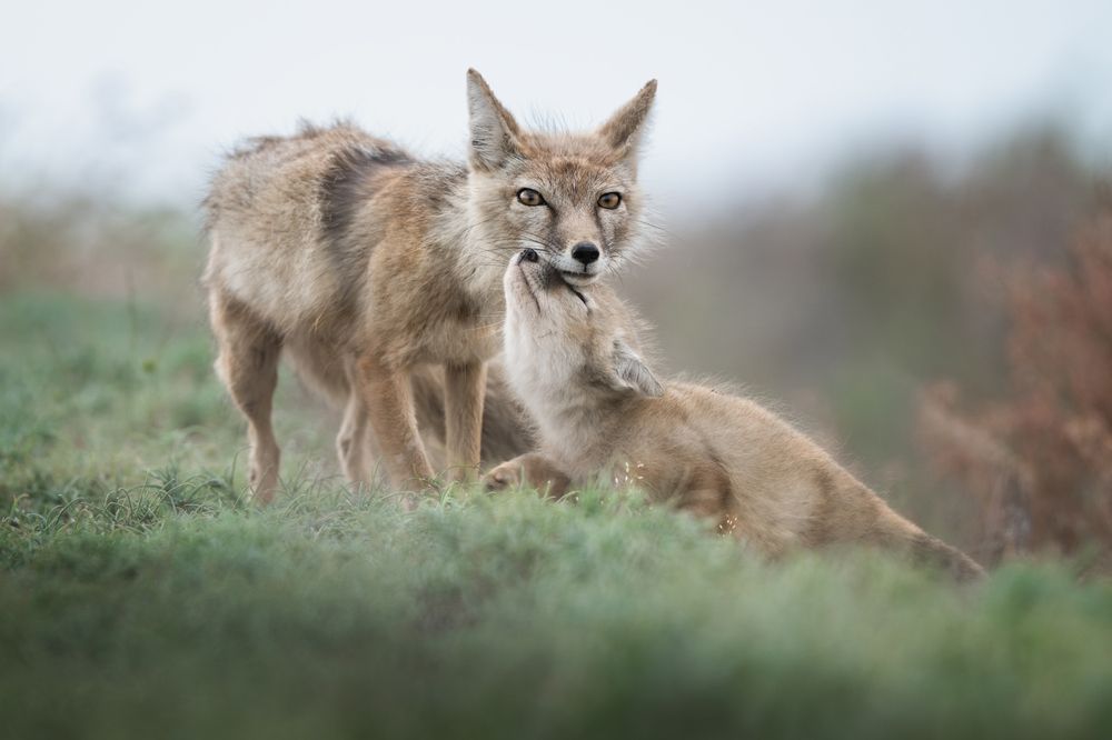 Фотография #12341337