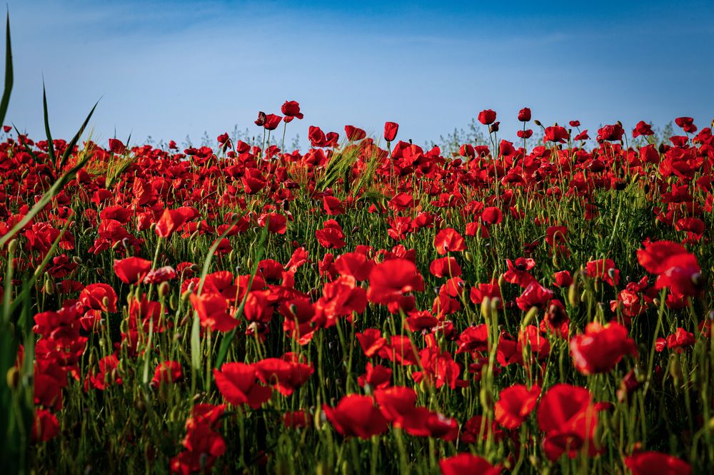 Фотография автора Оксана Кулинская