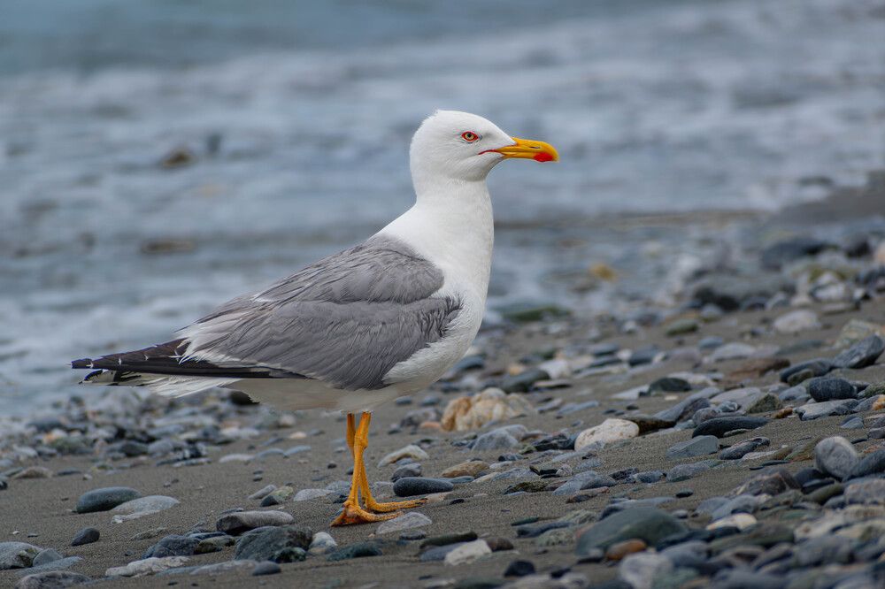 Seagulls