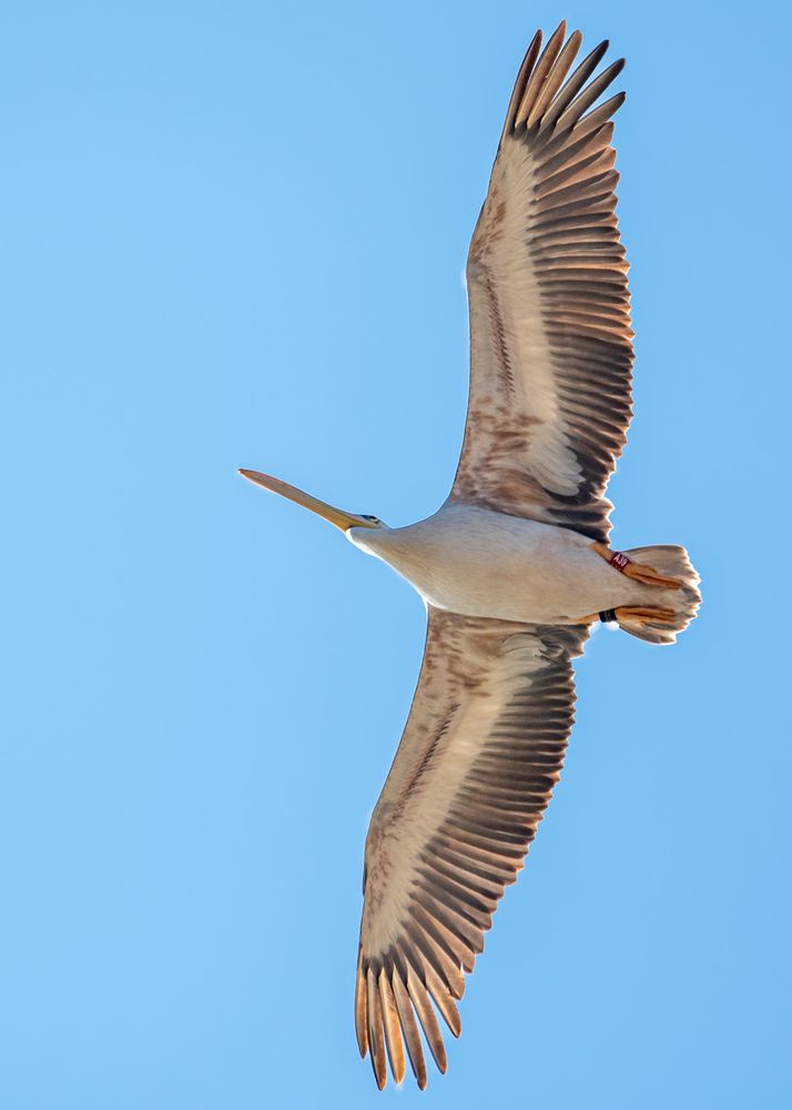 For the first time in Algeria