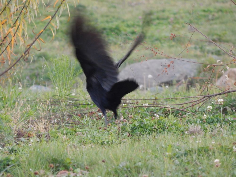 Взлетающий черный ворон. 2014.