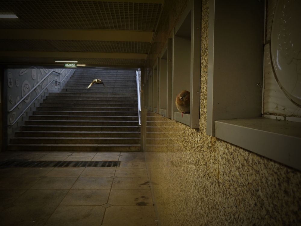 Голубь сидит. Голубь летит.