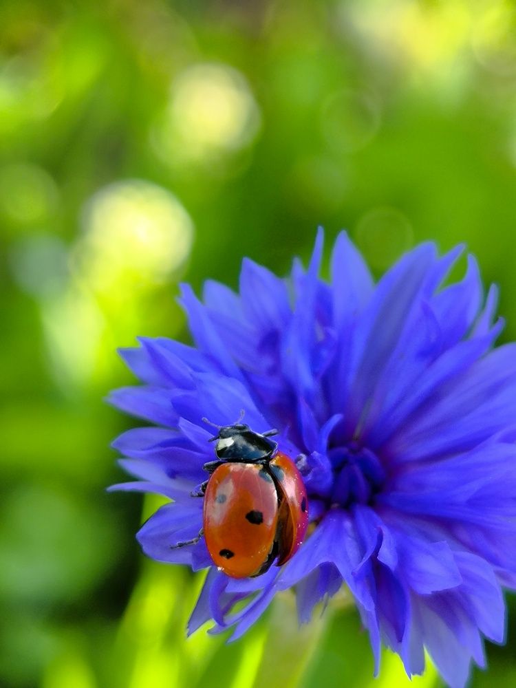 Фотография автора Лена Гром