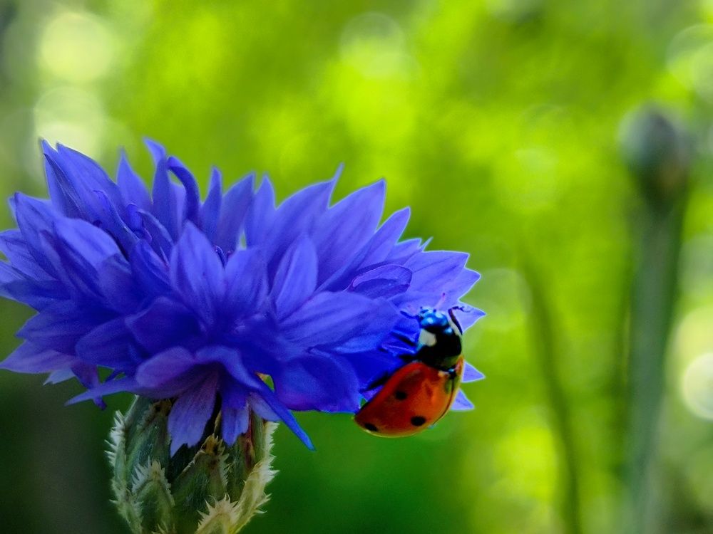 Фотография автора Лена Гром