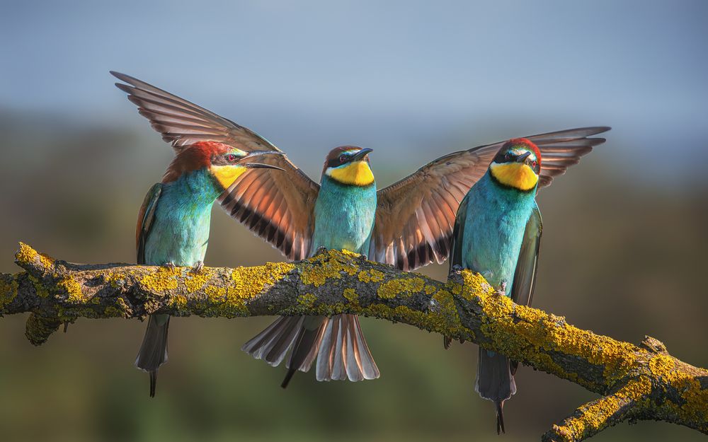 Щурочье благославление