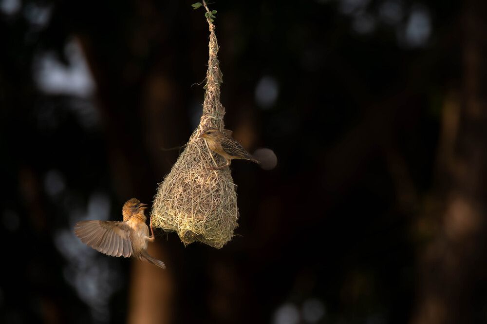 A Hanging Home.. Woven With Skill!