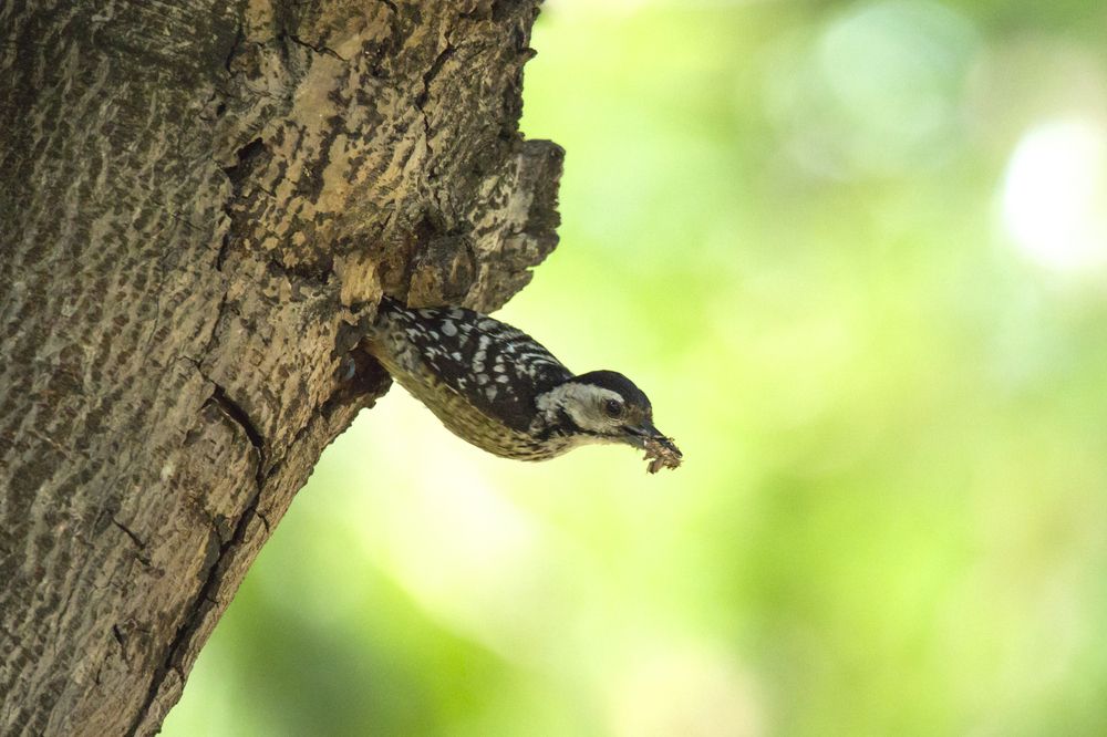 Photograph by HOANG MINH