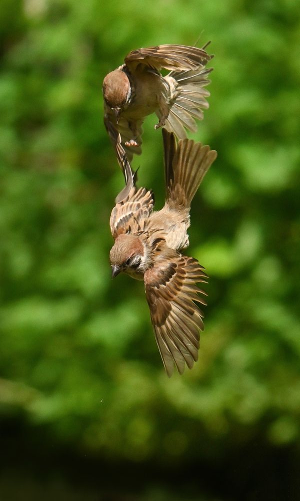 Photograph by Виктория Шажко