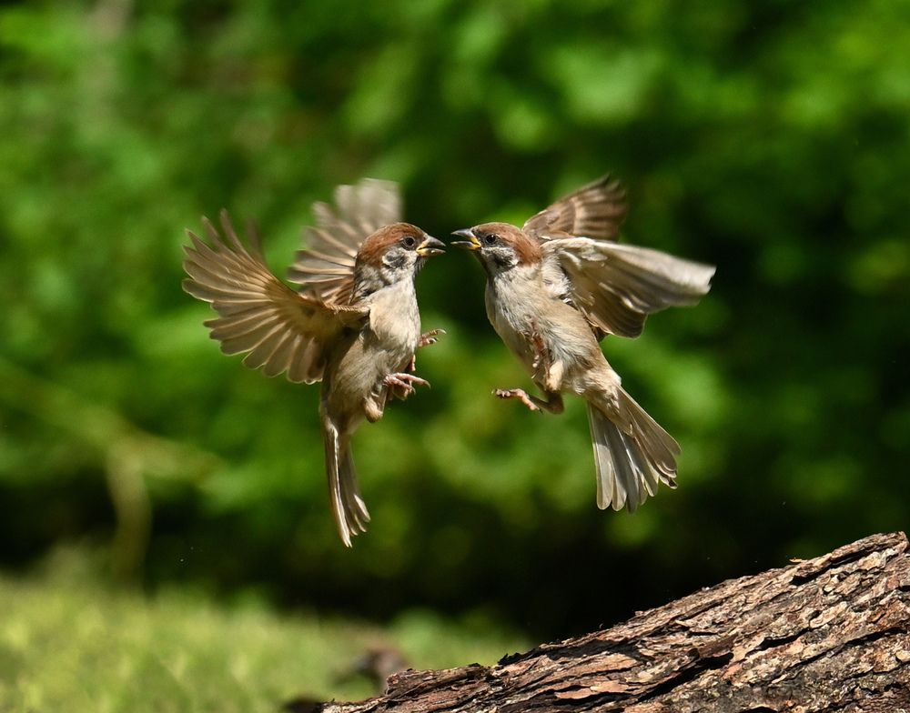 Photograph by Виктория Шажко