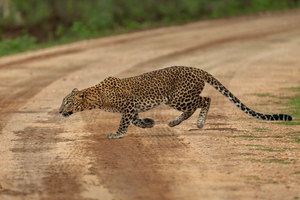 Photograph by Anton Jeirin