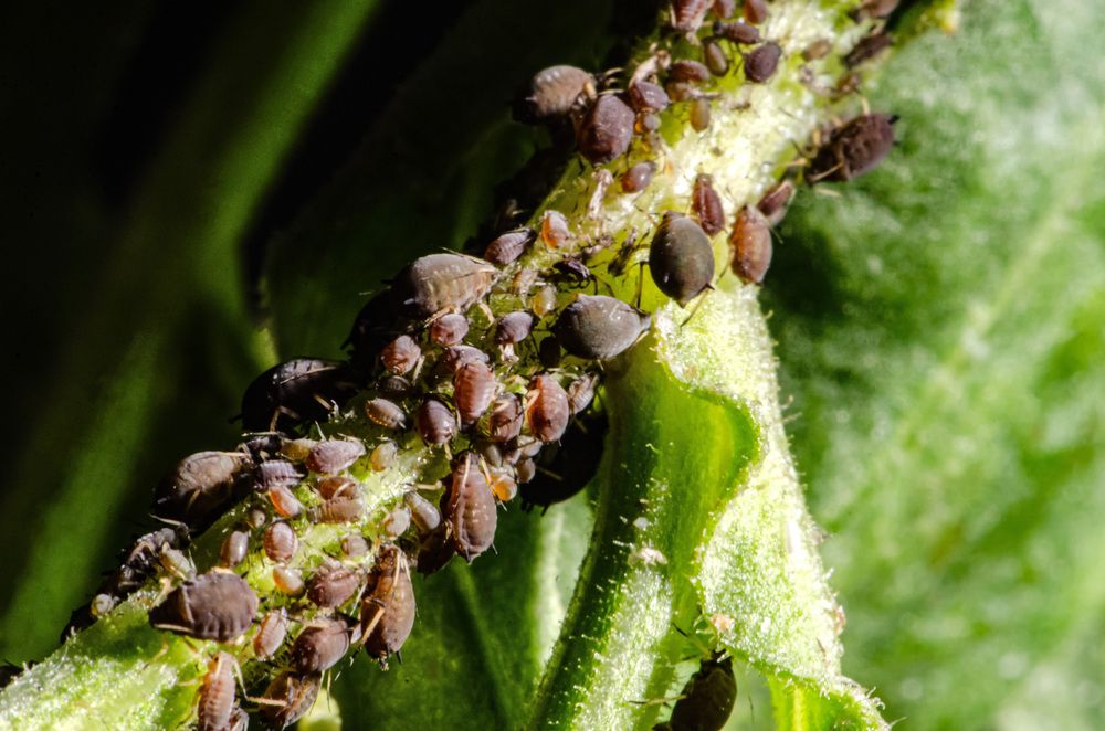 Photograph by Римма Волченко