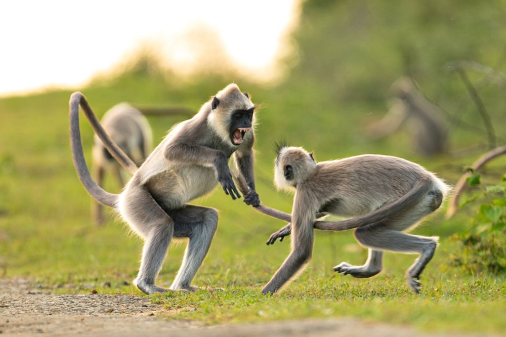 Photograph by Anton Jeirin