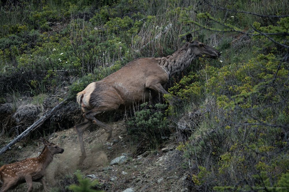 Photograph by Света Трифоненкова