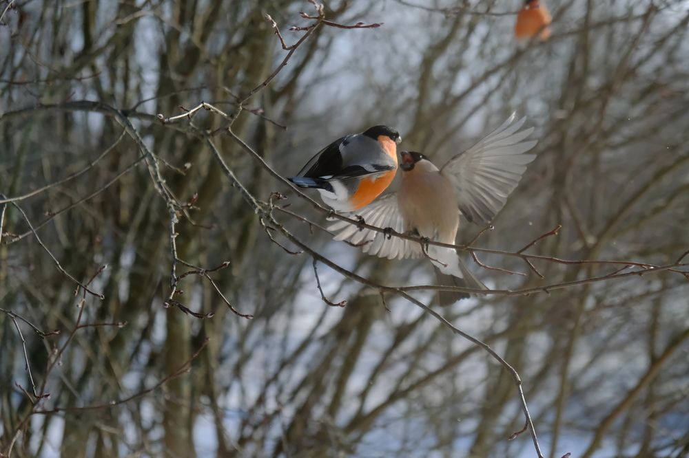 Photograph by Надежда Кангина