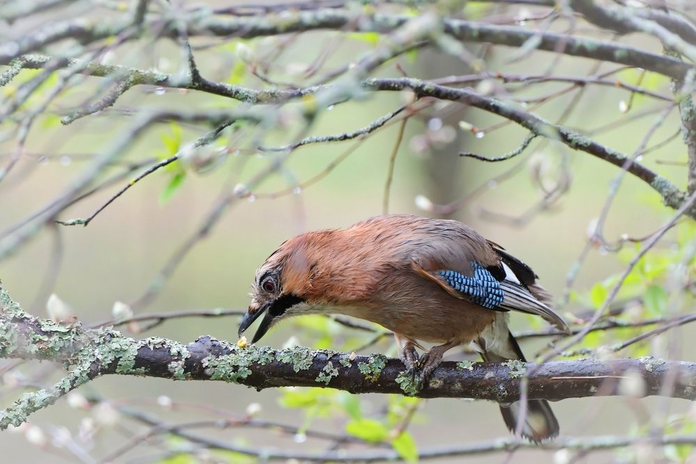 Сойка и кукурузное зёрнышко