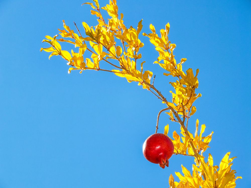 Photograph by Davoud Naeimi