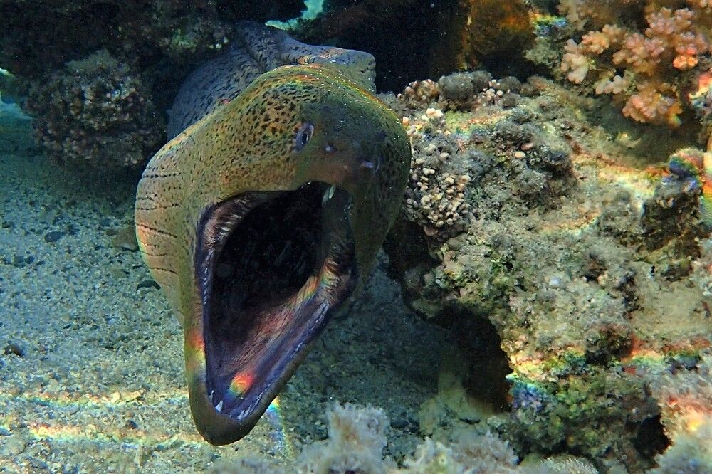 Photograph by Станислав Карташов