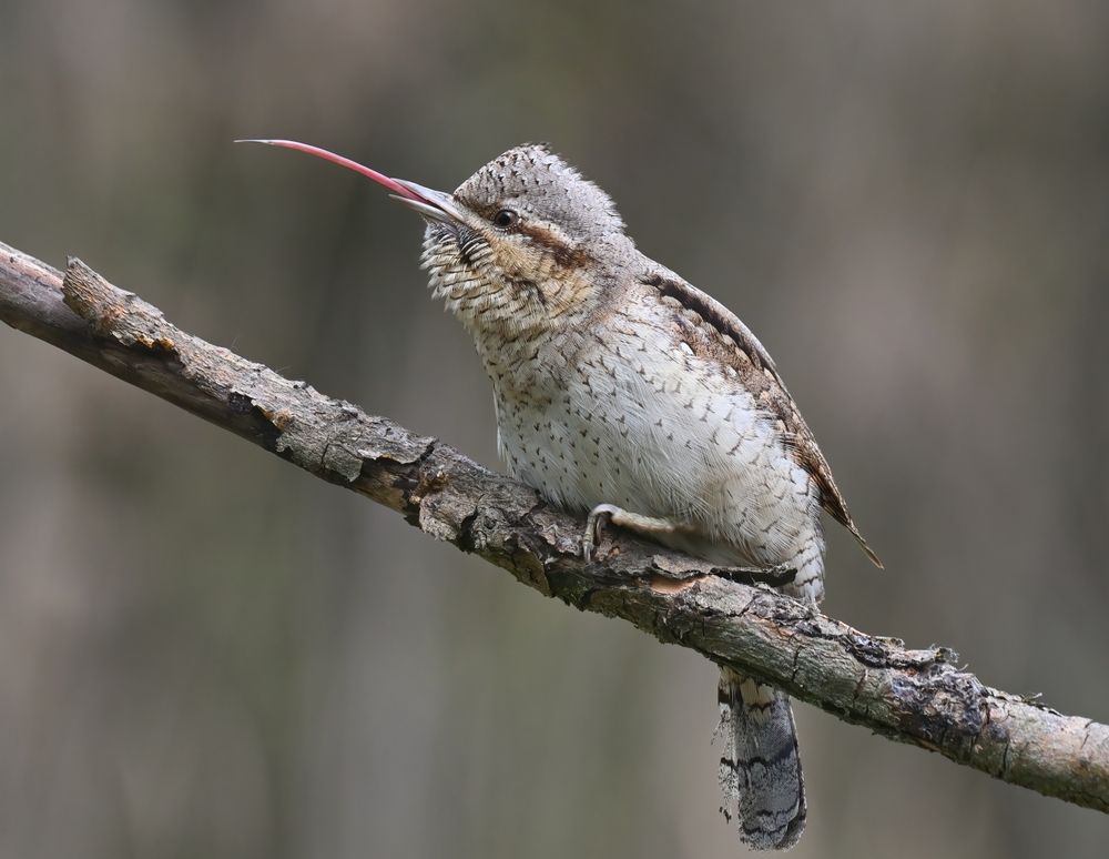 Photograph by Енушевский Георгий