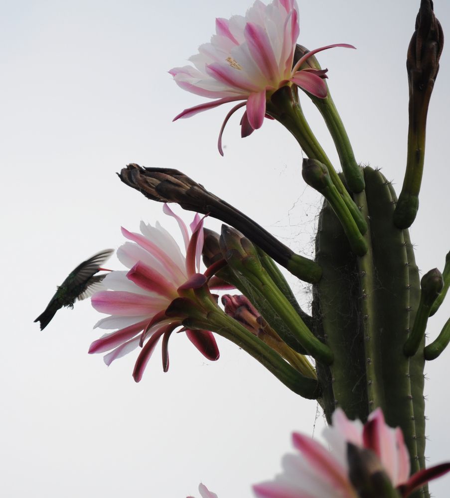 Photograph by Ricardo Kimmich