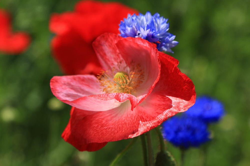 Фотография автора Сергей Кульков