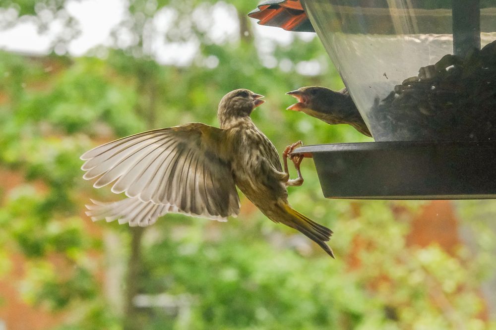 Фотография автора Александр Высоцкий