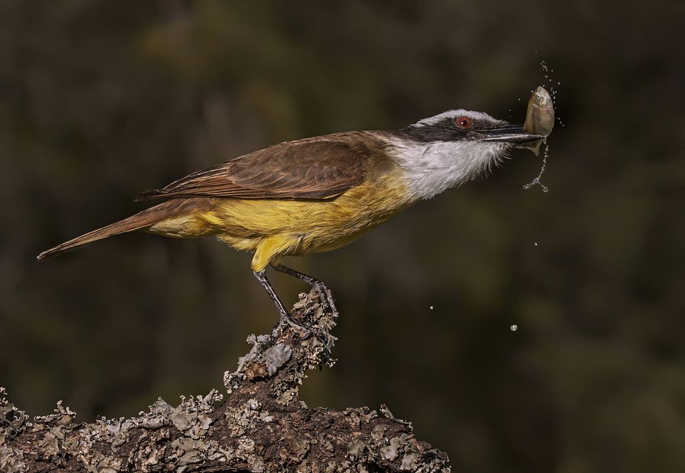 Photograph by Mario Fiorucci