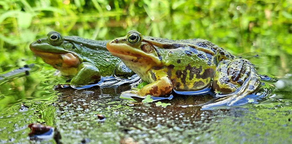 Photograph by Александр Лазебник