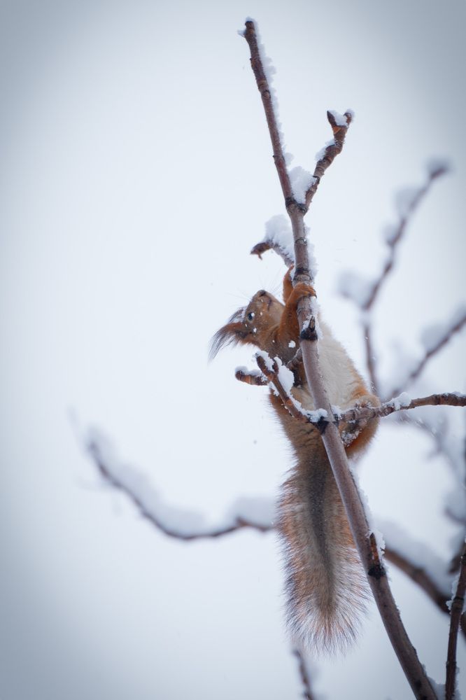 Фотография автора Светлана Зимина