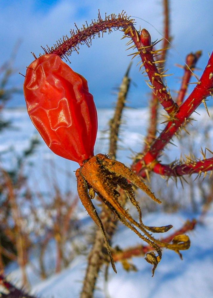 Photograph by Галина Искандарова