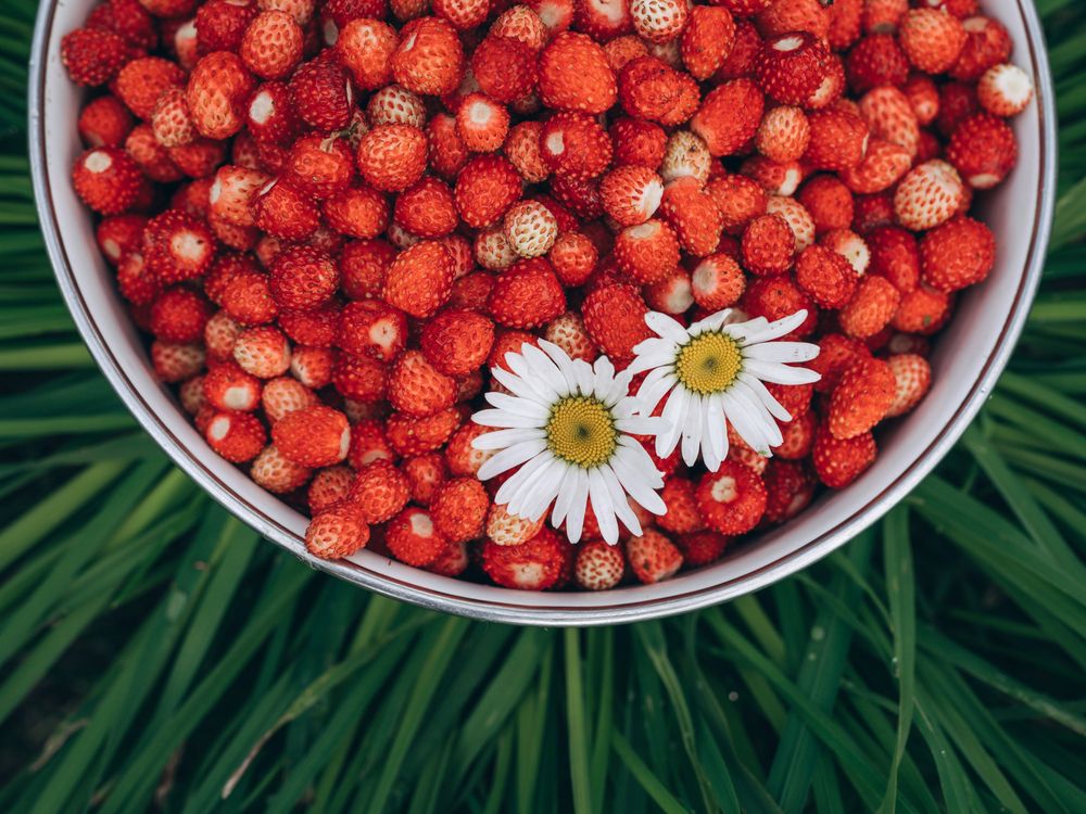 Фотография автора Ольга Степанова