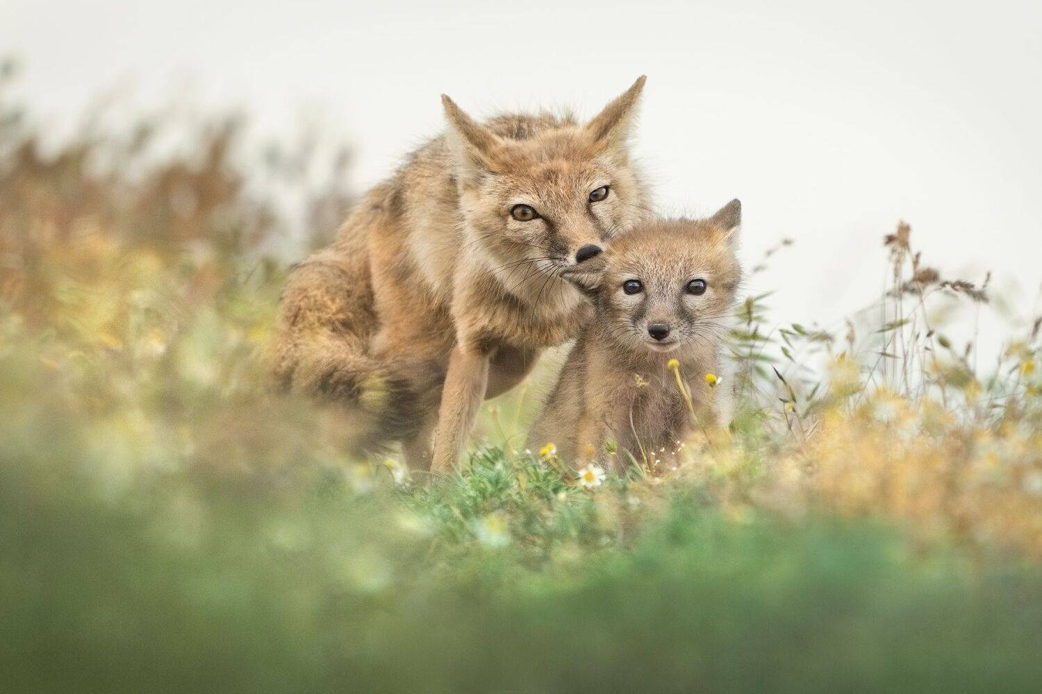 Фотография #12343902