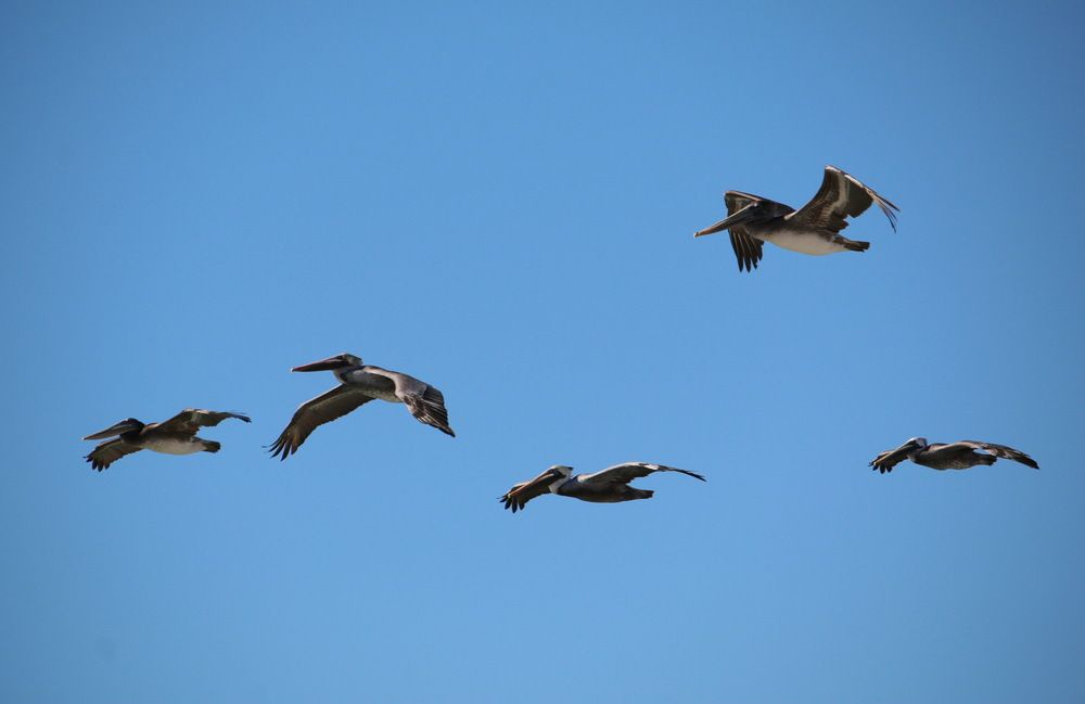 Фотография автора Анна Данилова