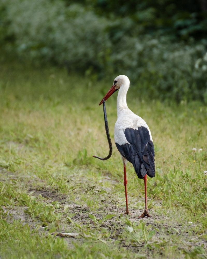 Аист с добычей