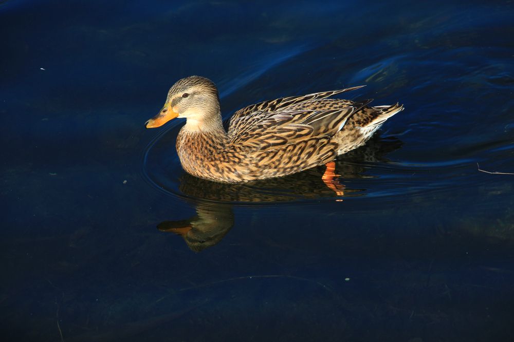 Фотография автора Татьяна Сергиенко