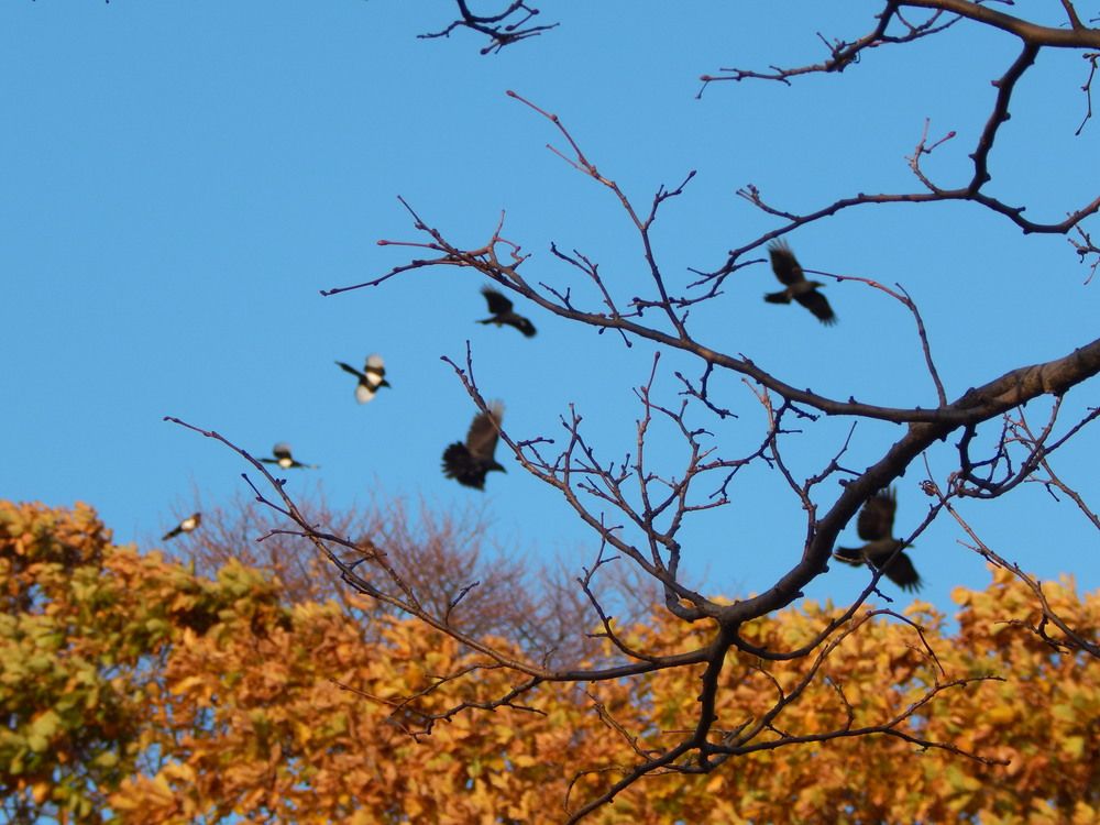 Три сороки. Квартет ворон.