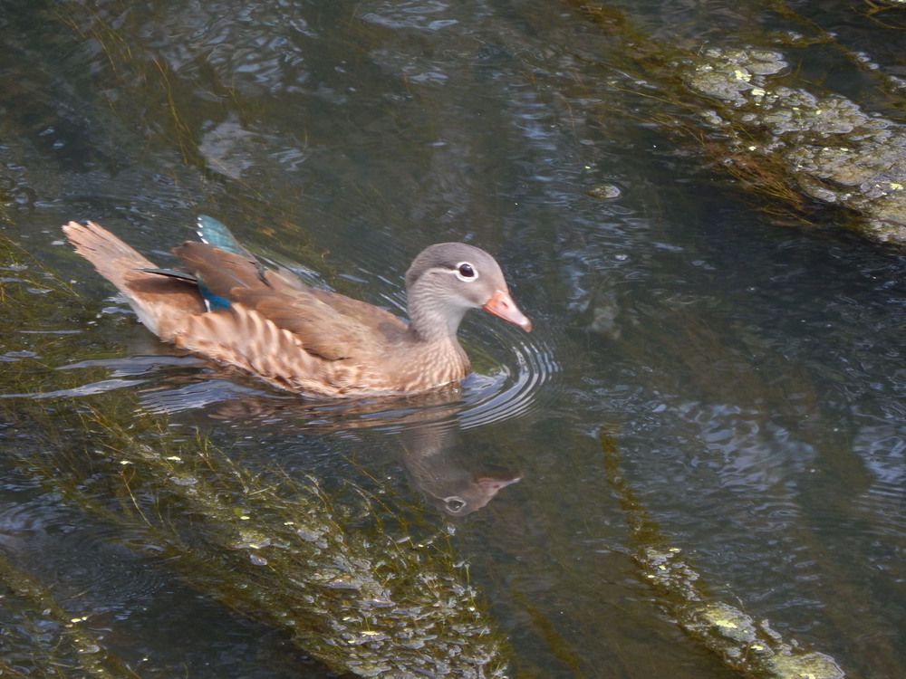 Дикая утка. 2021.