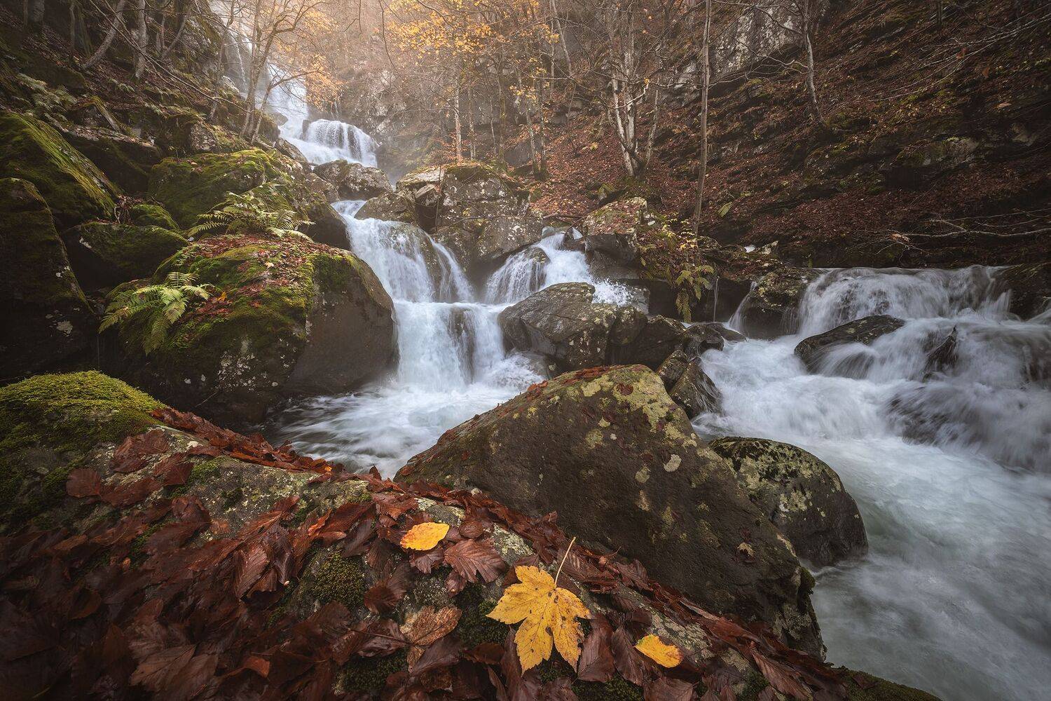 Where the Leaves Rest