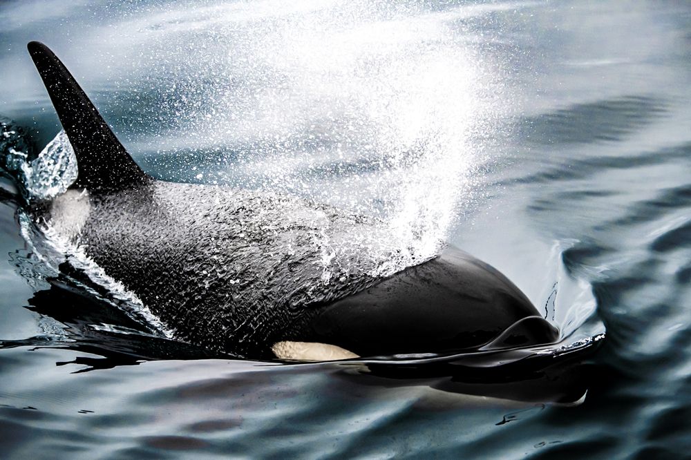 Photograph by nishijima takayuki