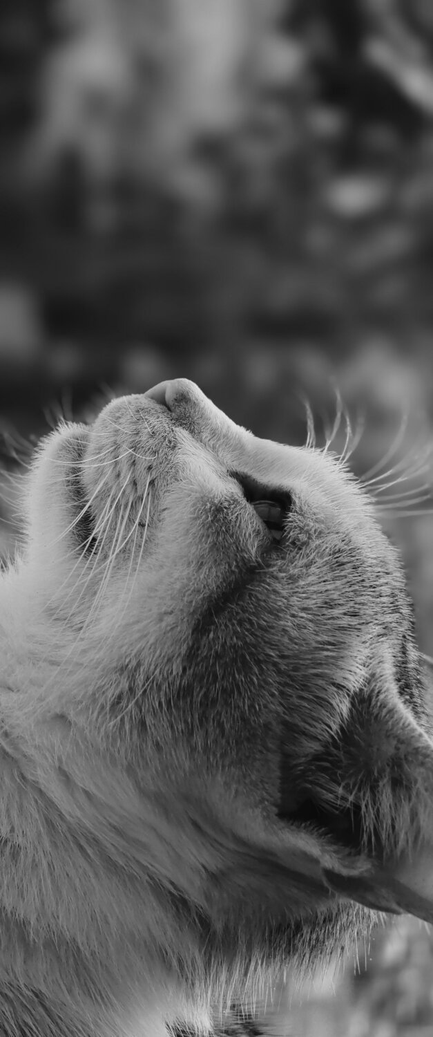 Photo #12344486