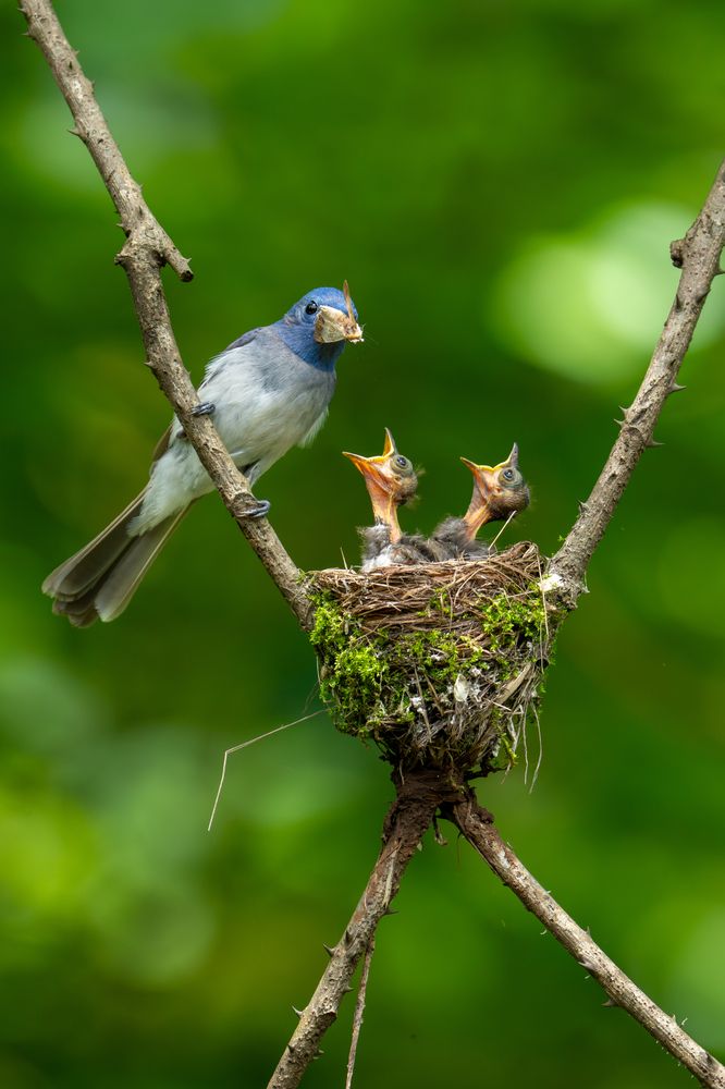 Photograph by Prathap