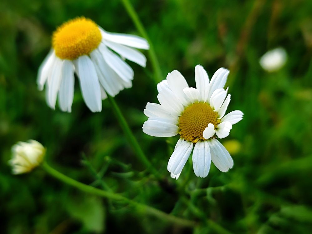 Photograph by Ксения Соломачева