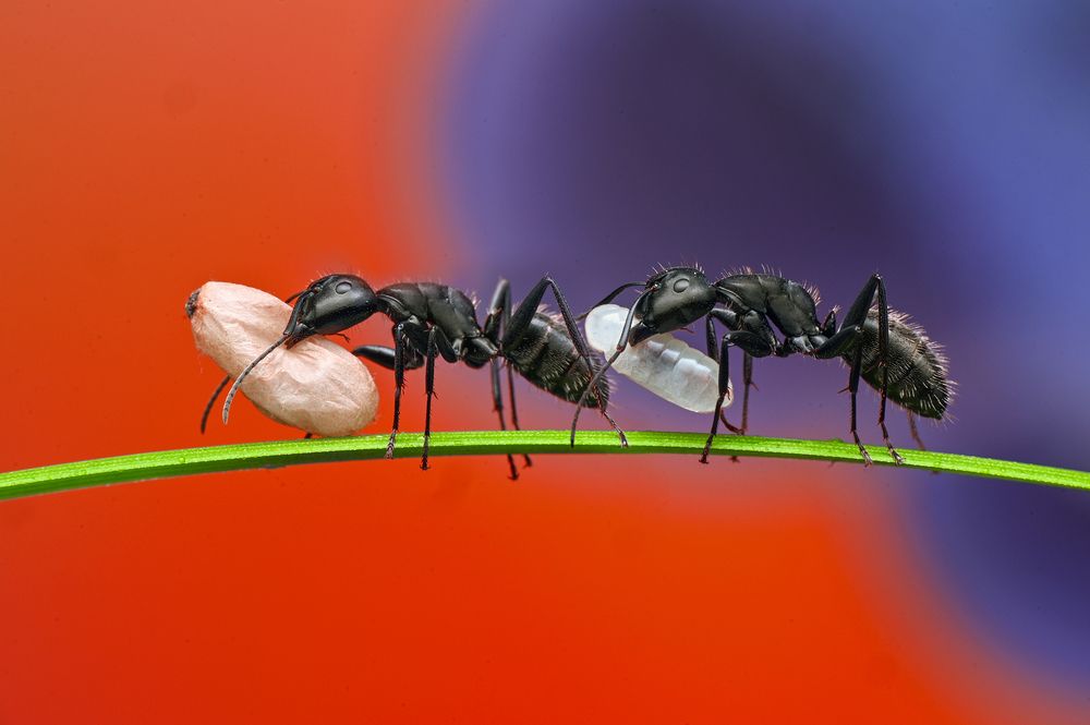 Photograph by Ganev Tsvetan