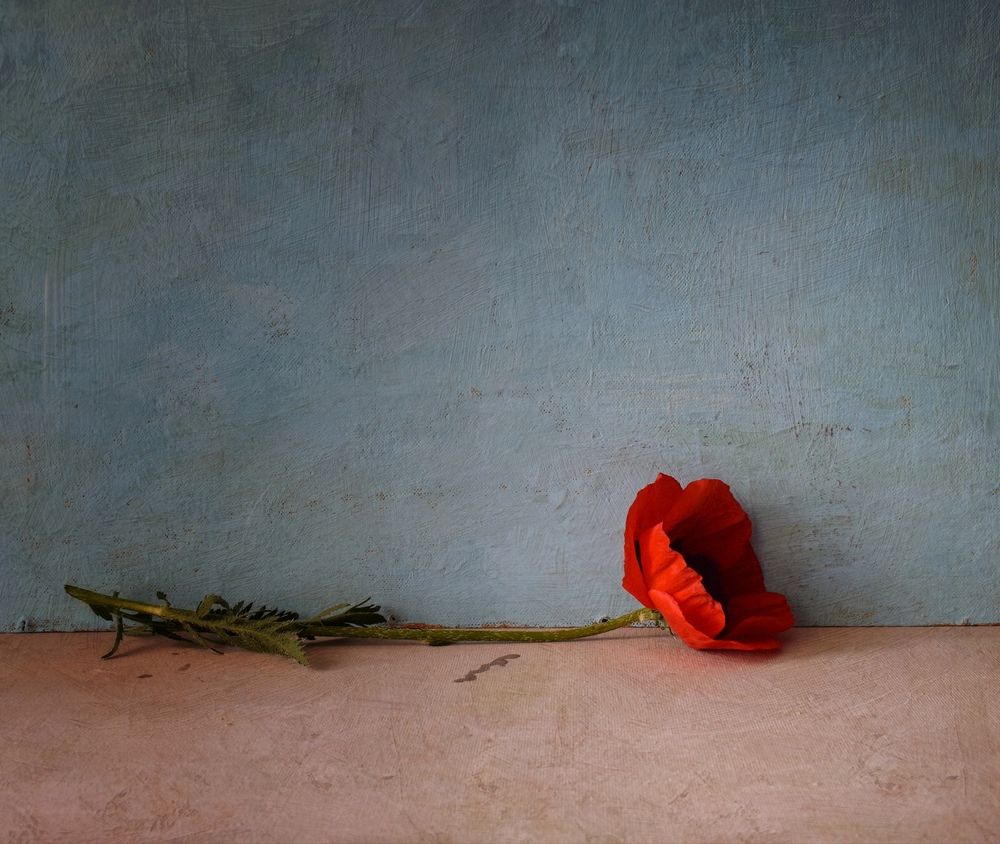 Photograph by Антонина Шабышева