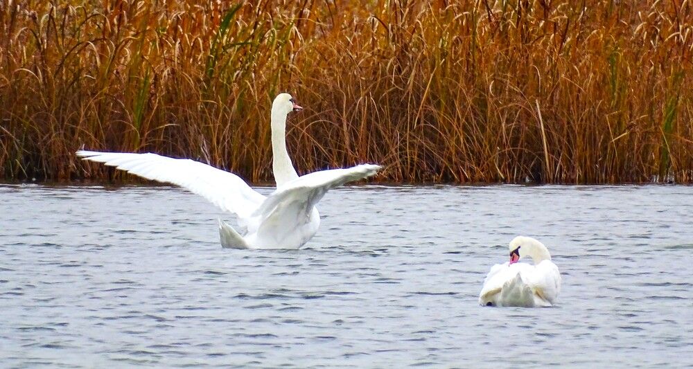 Photograph by Николай Худяков