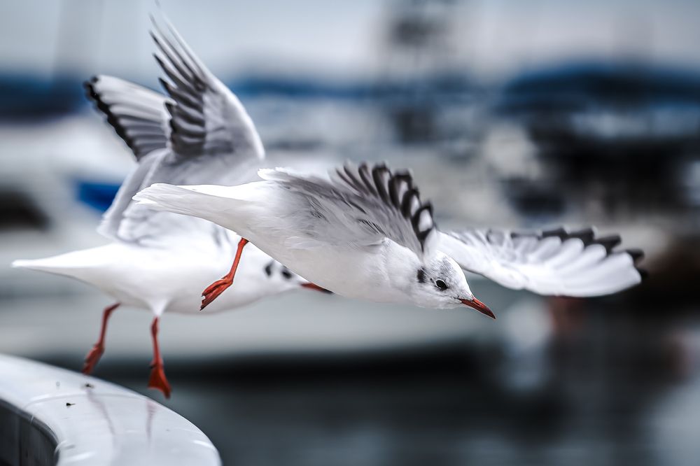 Фотография автора Uesan Aliace